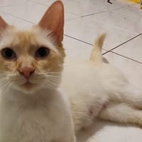 PAILLETTE, chatte à adopter