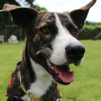 MAHINE OAA17324, chienne à adopter