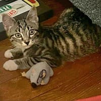 Chups, chatte à adopter