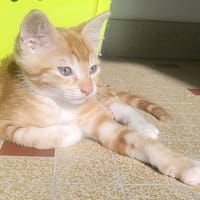 Berlioz, chat à adopter