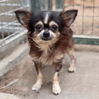 Shadow CAA15655, chien à adopter