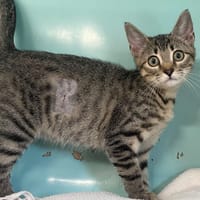 Indy [Chaton], chatte à adopter