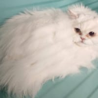 LEA, chatte à adopter