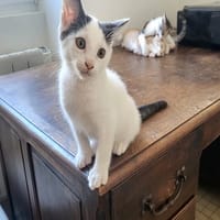 BIDULE, chatte à adopter