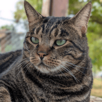 BJORN A17448, chat à adopter