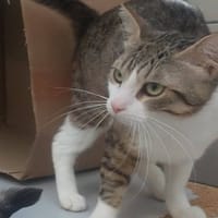 MUNSTER QCT, chat à adopter