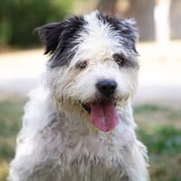 JOHNNY  OAA20048, chien à adopter
