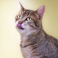 Gérard A17413, chat à adopter
