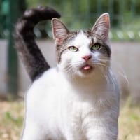 MERCIA A17387, chatte à adopter
