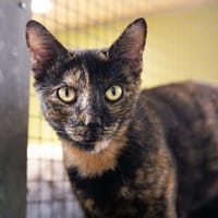 BABOUCHKA, chatte à adopter
