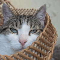 RUSTYCHOU A17415, chat à adopter