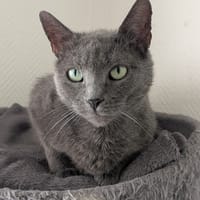 COMETE, chatte à adopter