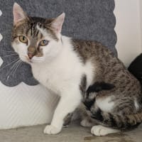 USKY, chat à adopter