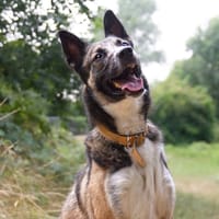 BABA OAA20066, chien à adopter