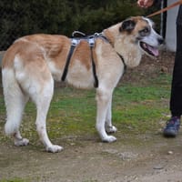 SKAR, chien à adopter