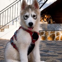 HURLEY, chien à adopter