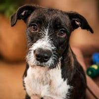 HAKA, chien à adopter