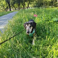Babunia, suczka do adopcji