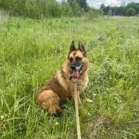 Cykoria, suczka do adopcji