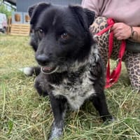 Pulpecik, pies do adopcji
