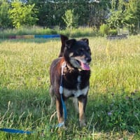 Perełka, suczka do adopcji