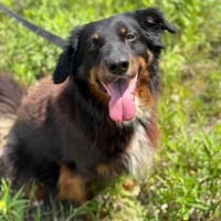 Kudłaty, pies do adopcji