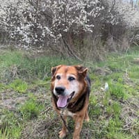 Nestor, pies do adopcji
