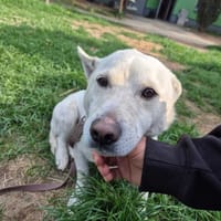 Bezik, pies do adopcji