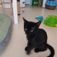 Caramel (peaky), chat à adopter