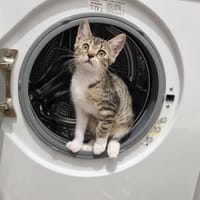 Clochette, chatte à adopter