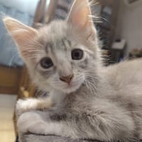 THOR, chat à adopter