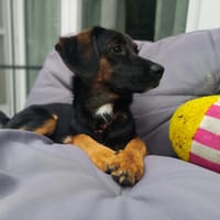 Fiona, suczka do adopcji
