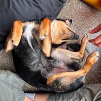 Maniuś, pies do adopcji