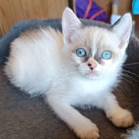 Lisa, chatte à adopter