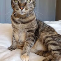 Loulette, chatte à adopter