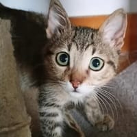 Pepperoni, chatte à adopter