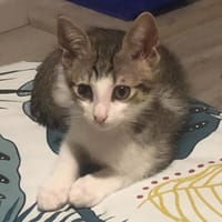 NAPOLÉON, chat à adopter