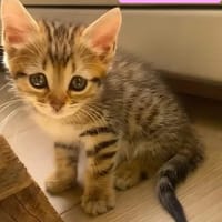 COCOLA À ADOPTER AVEC SON FRÈRE TIPPYTO OU SEULE SI DÉJÀ UN CHAT PRÉSENT CHEZ VOUS, chatte à adopter