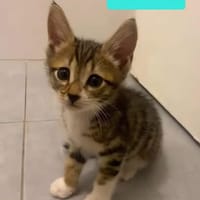 TIPPYTO A ADOPTER AVEC SA SOEUR COCOLA OU SEUL SI DÉJÀ UN CHAT PRÉSENT CHEZ VOUS, chat à adopter