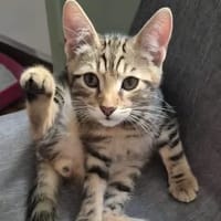 CALIBAN À ADOPTER EN DUO OU SEUL SI DÉJÀ UN CHAT PRÉSENT CHEZ VOUS, chat à adopter