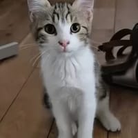 AZRIEL A ADOPTER EN DUO OU SEUL SI DÉJÀ UN CHAT PRÉSENT CHEZ VOUS, chat à adopter