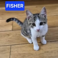 FISHER A ADOPTER EN DUO OU SEUL SI DÉJÀ UN CHAT PRÉSENT CHEZ VOUS, chat à adopter