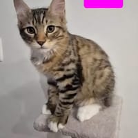 JACE A ADOPTER EN DUO OU SEUL SI DÉJÀ UN CHAT PRÉSENT CHEZ VOUS, chatte à adopter