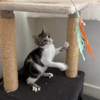 FERDINAND, chat à adopter