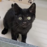 BABOU, chatte à adopter