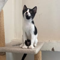 AUGUSTIN, chat à adopter