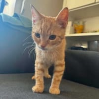 Słodziak, kot do adopcji