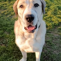 Vaillant, chien à adopter