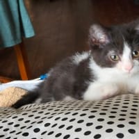 Payam, chat à adopter