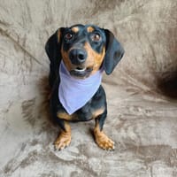Normand -Sanfte Seele sucht einfühlsame Menschen!, Hund zur Adoption